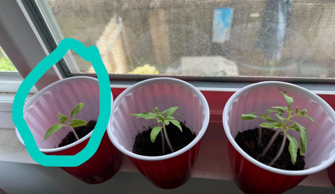 First time Tomato grower