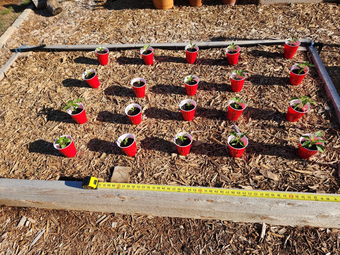 Are these pepper plants too close?