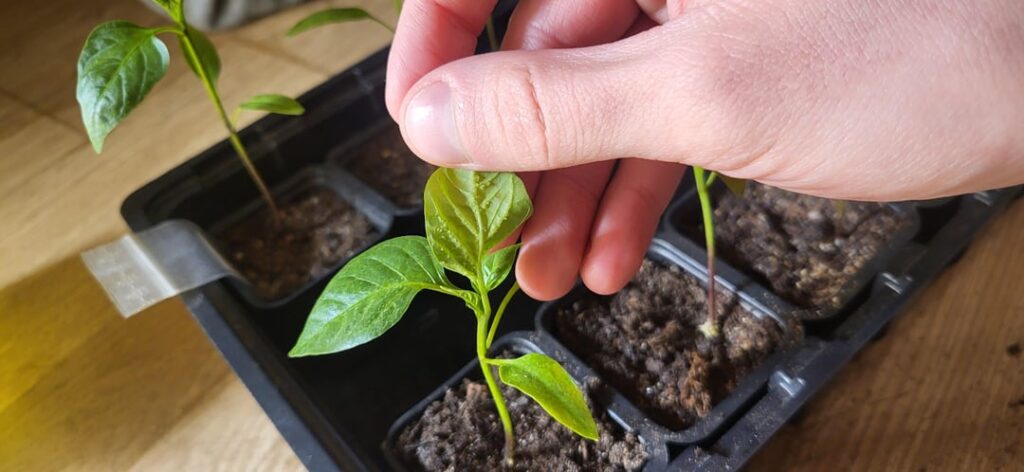 So some of my plants got an edema. Am I allowed to repot them and what should I do next? (Already started using fan and not watering them right now)