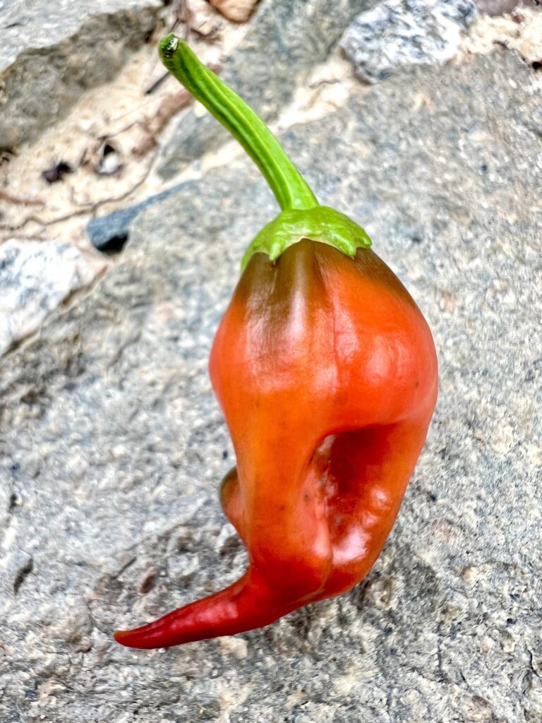 Type of Pepper. Any ideas?