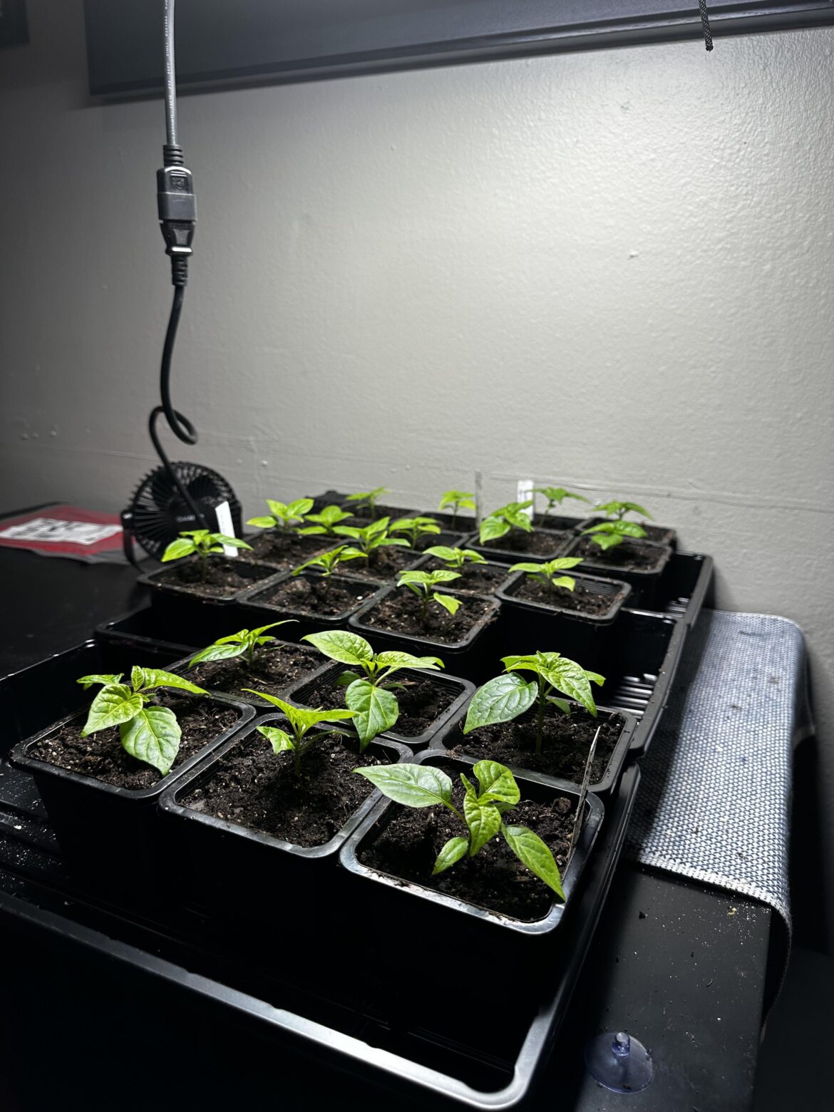 First Time Grow, Moved to 4” pots today.