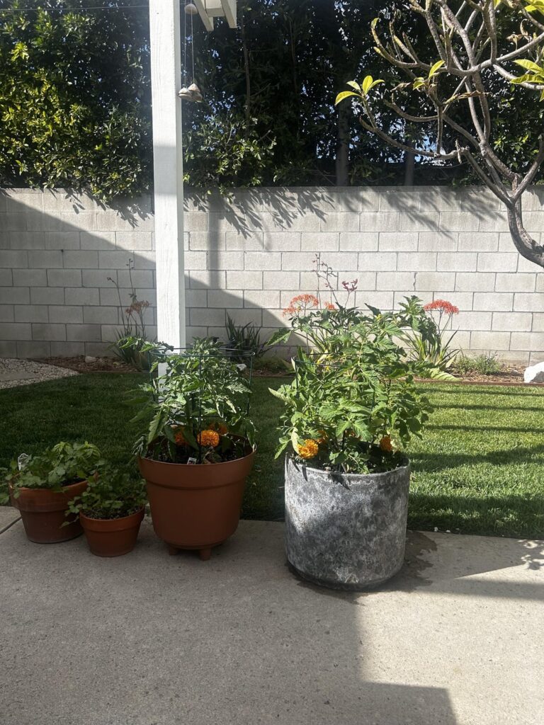 novice gardener looking for help!