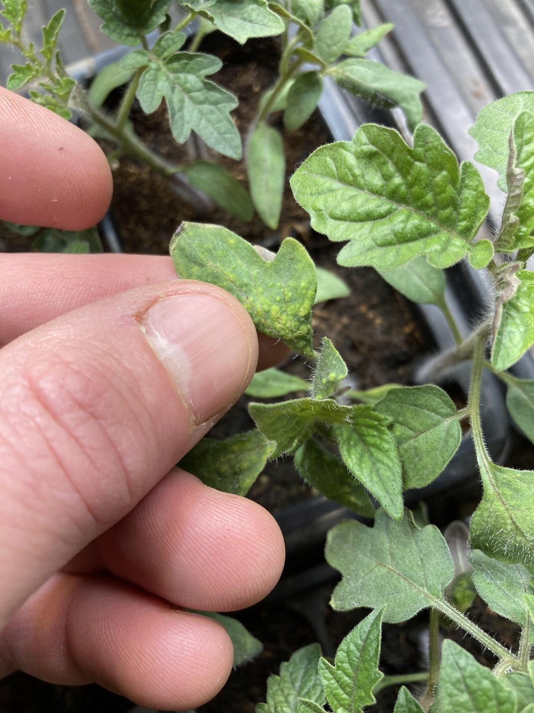 Bumpy Tomatoes My tomato starts have some weird bumps that eventually turn into little ...