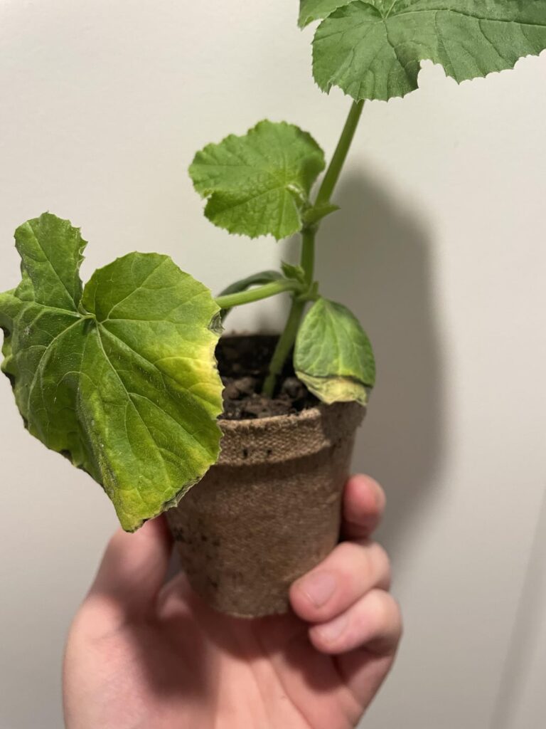 Why are my squash seedlings leaves turning yellow and brown?