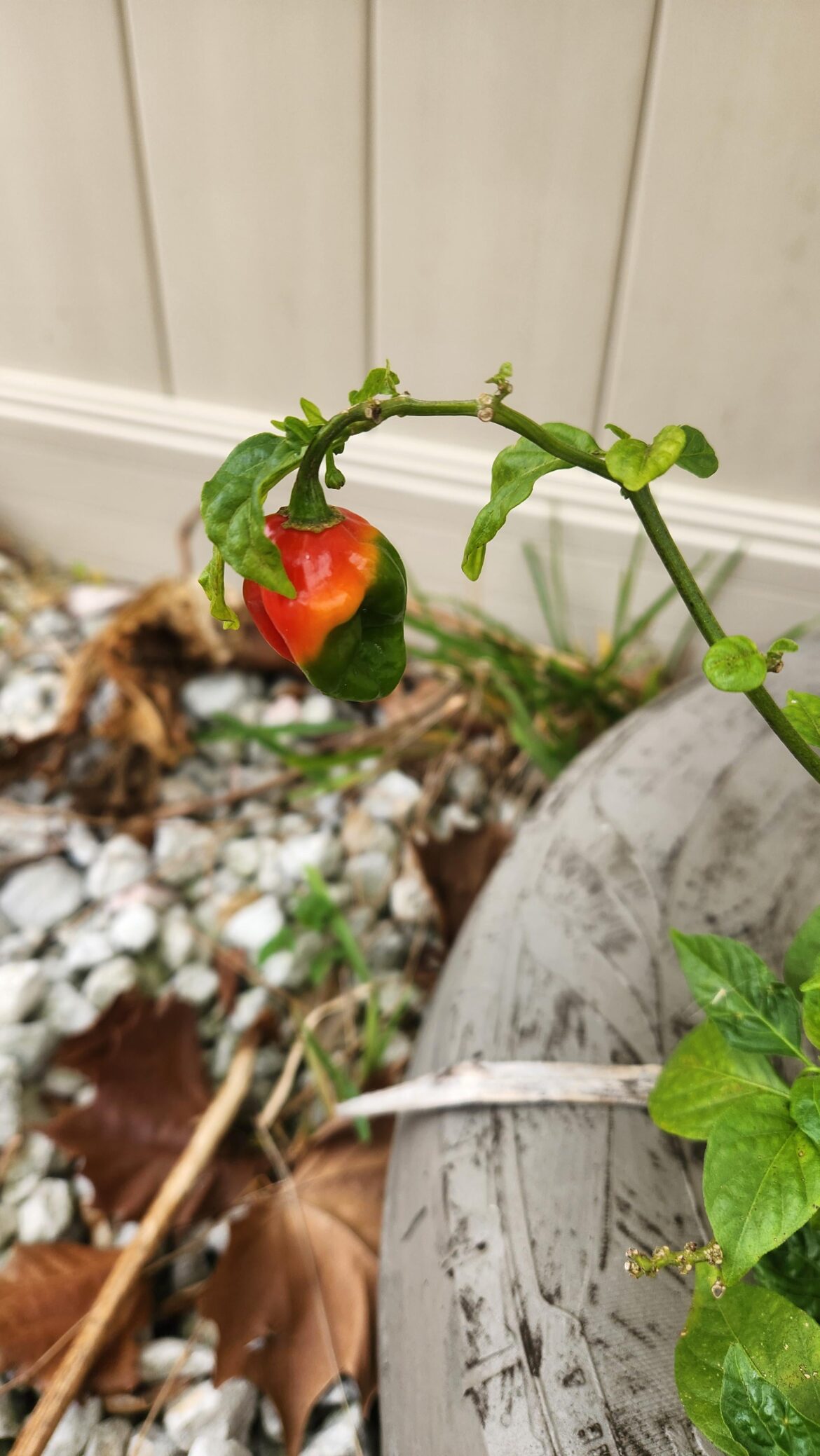 Pepper progress. Any guesses?