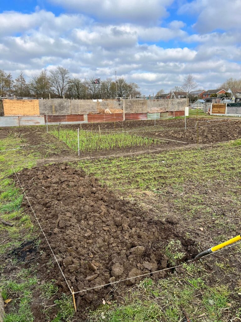 Early potatoes and sweetcorn grown in same bed one after another Early potatoes and sweetcorn grown in same bed one after another