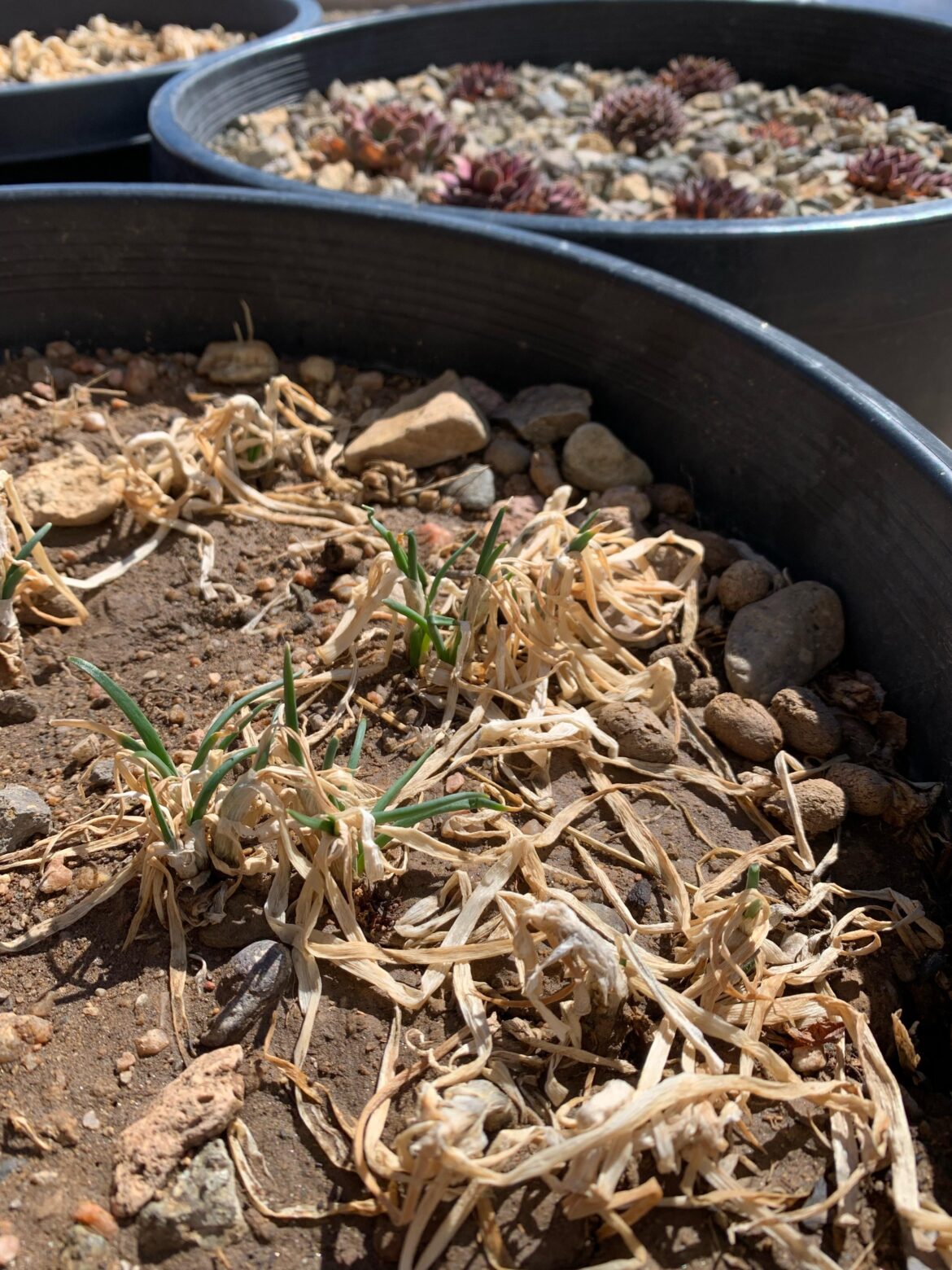 My I’itoi onions (uncommon type of multiplier onion) and their unlikely survival through my 4a winter. Thrilled to get to propagate and enjoy these this year! My I'itoi onions (uncommon type of multiplier onion) and their unlikely survival through my 4a winter. Thrilled to get to propagate and enjoy these this year!