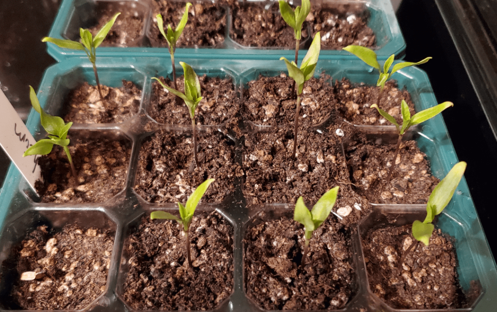 Too much light or too little?