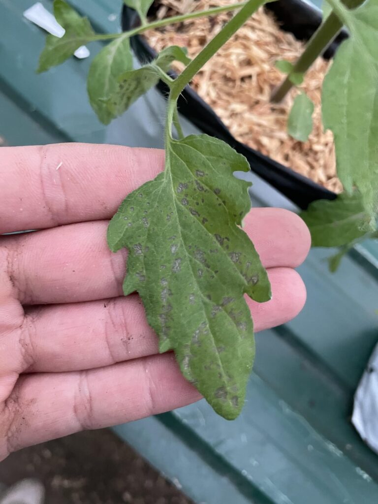 Possibly nutrient deficiency Possibly nutrient deficiency