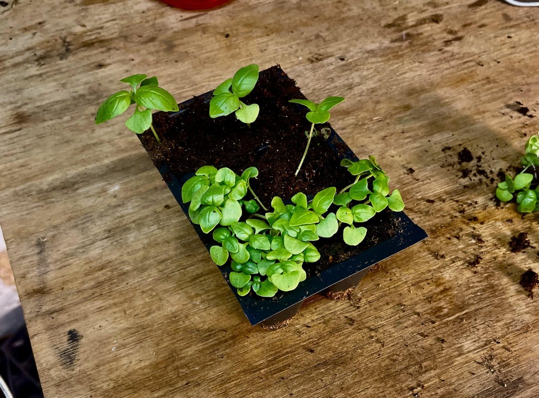 Thinning basil seedlings Dining and Cooking
