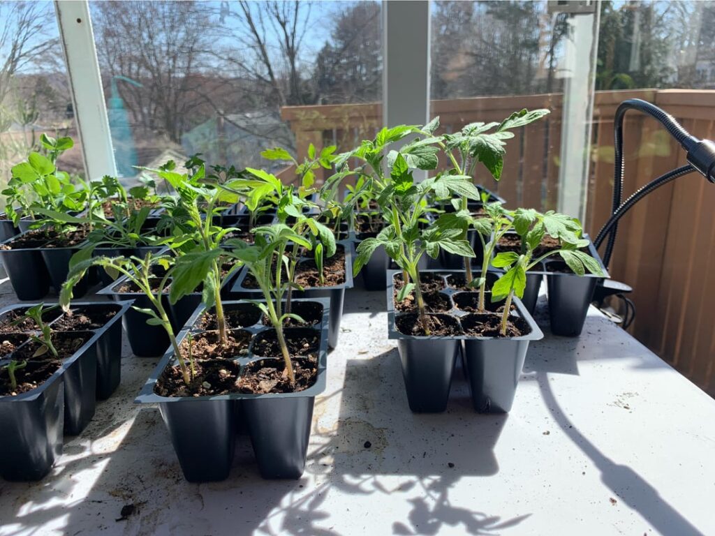 Can I transplant these again before planting in the soil?