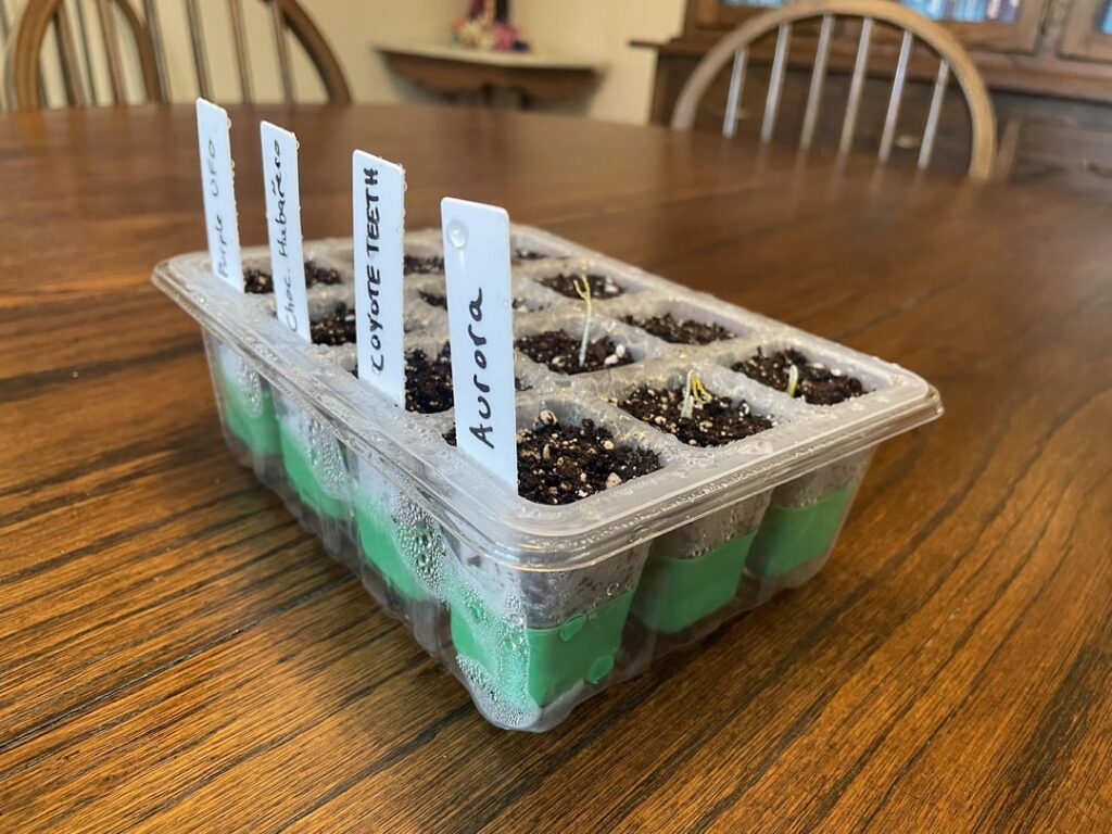 my pepper seeds are germinating! how to move?