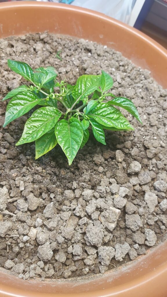 Small habanero pepper plant