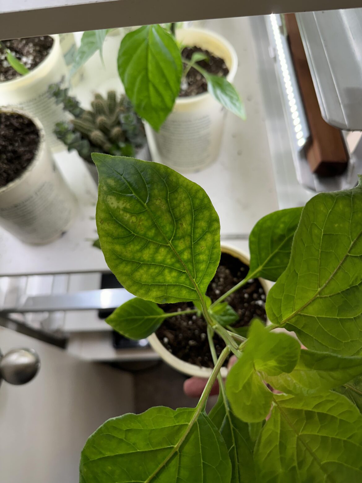 Any ideas on what causes this leaf discolorization?