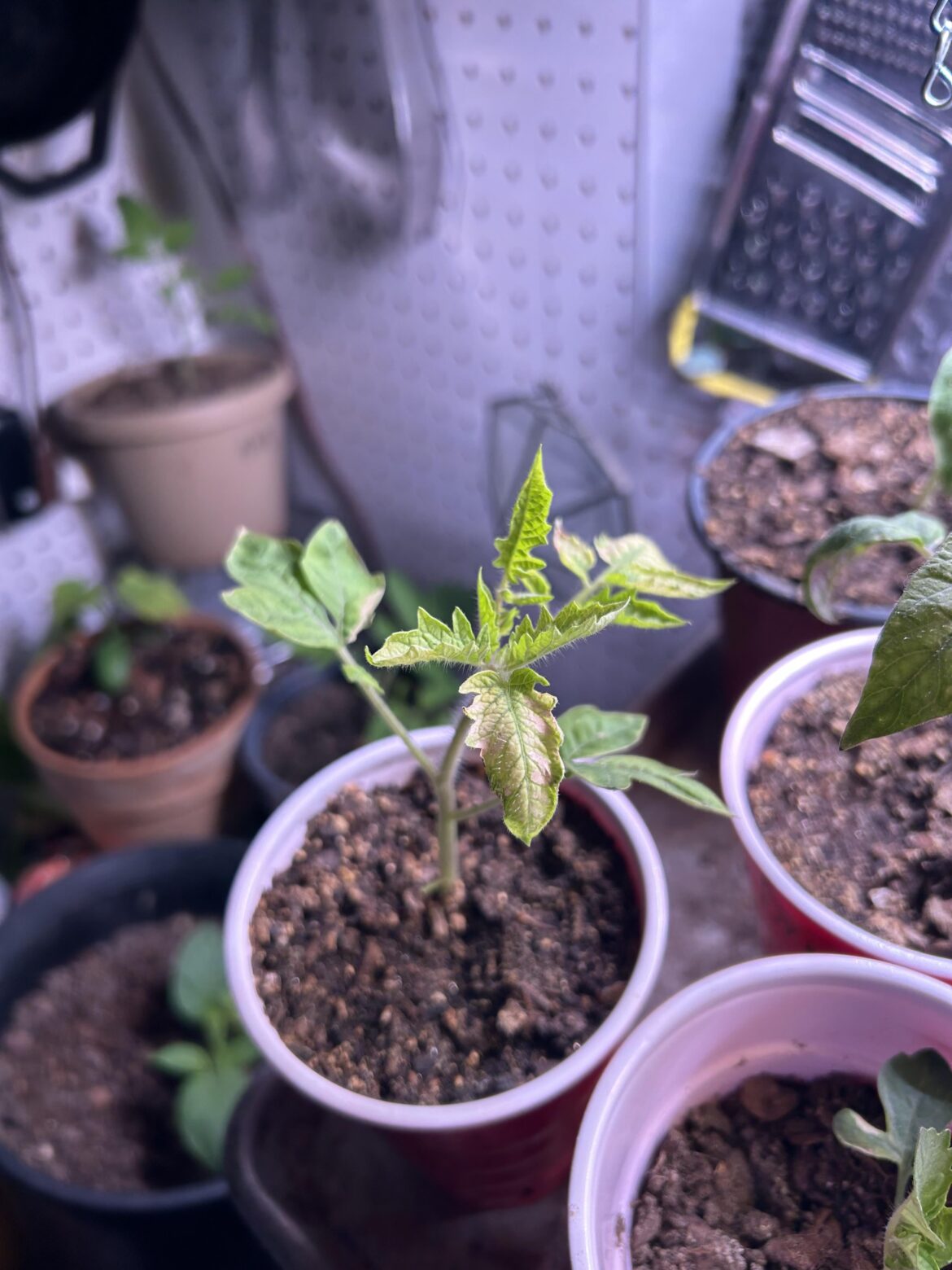 Not worried, but am wondering what causes this coloring?