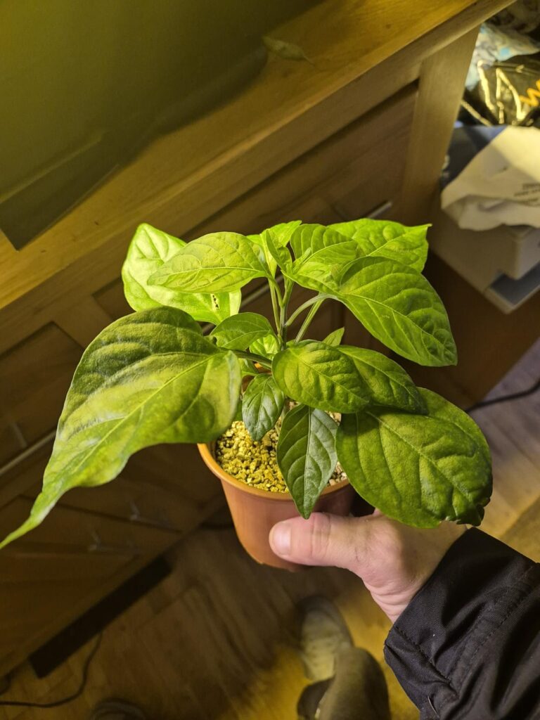 Scotch Bonnet- 7 week update