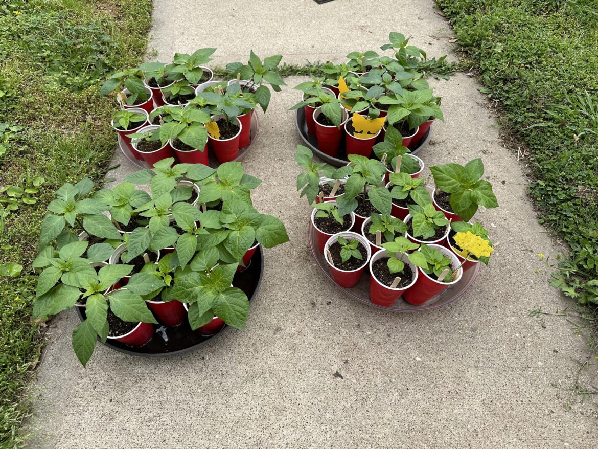 Letting the kids play in the sun