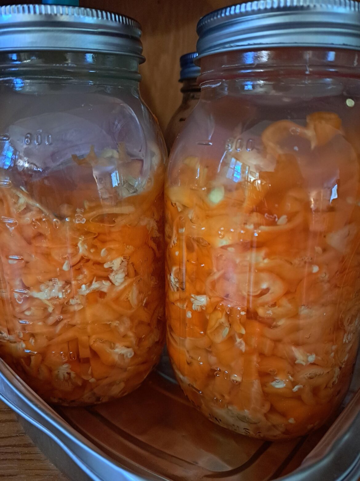 Fermenting habaneros for hot sauce, 10 days to go