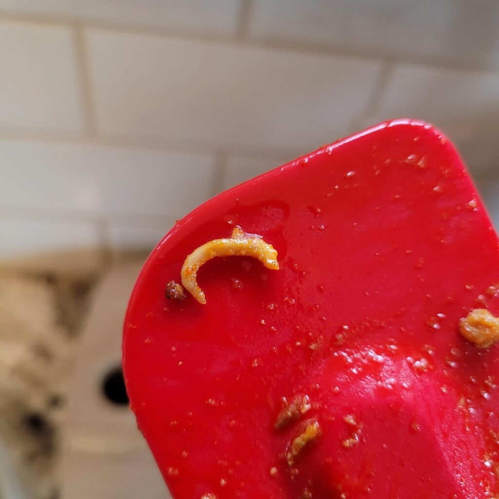 Maggots in meat last week – Check your meat, Ontario Customers Maggots in meat last week - Check your meat, Ontario Customers