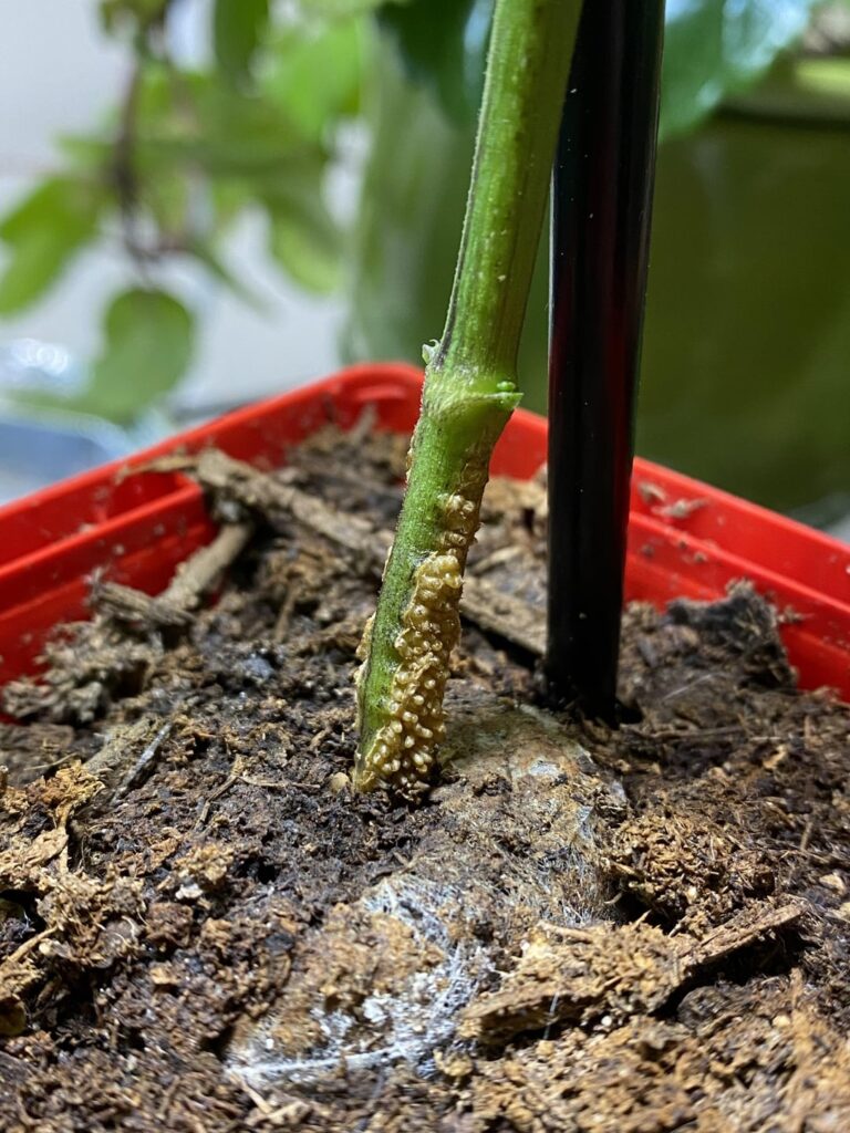 Any idea what’s happening on my pepper stems?