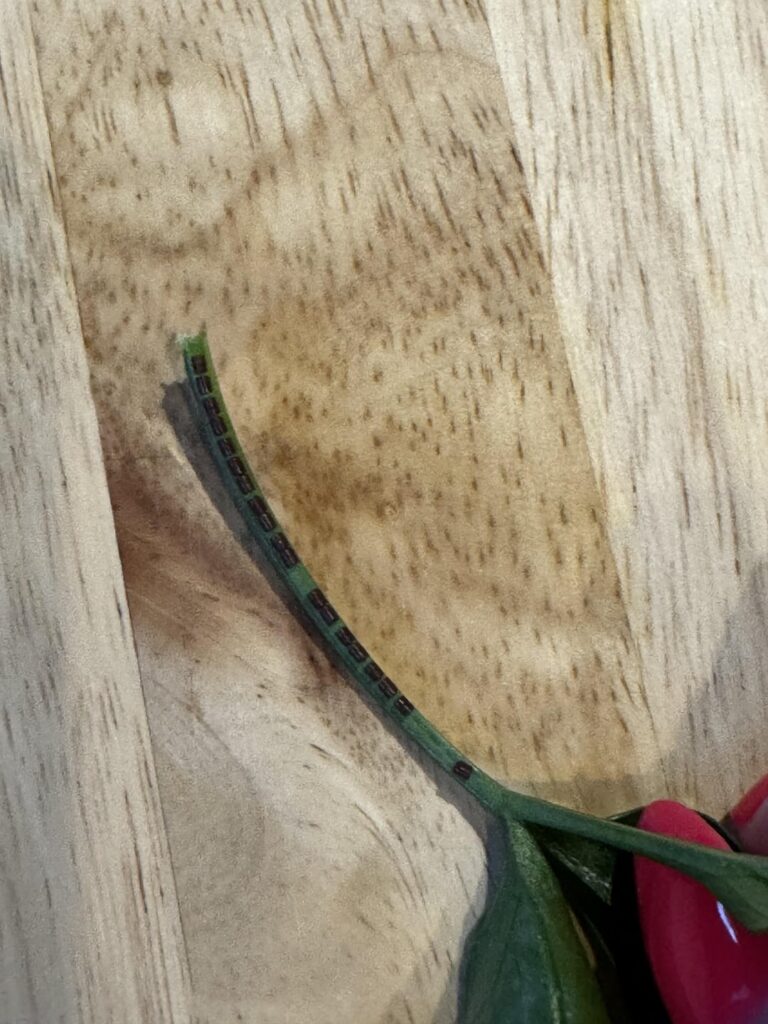 Any ideas on what this is on the back of parsley stem?