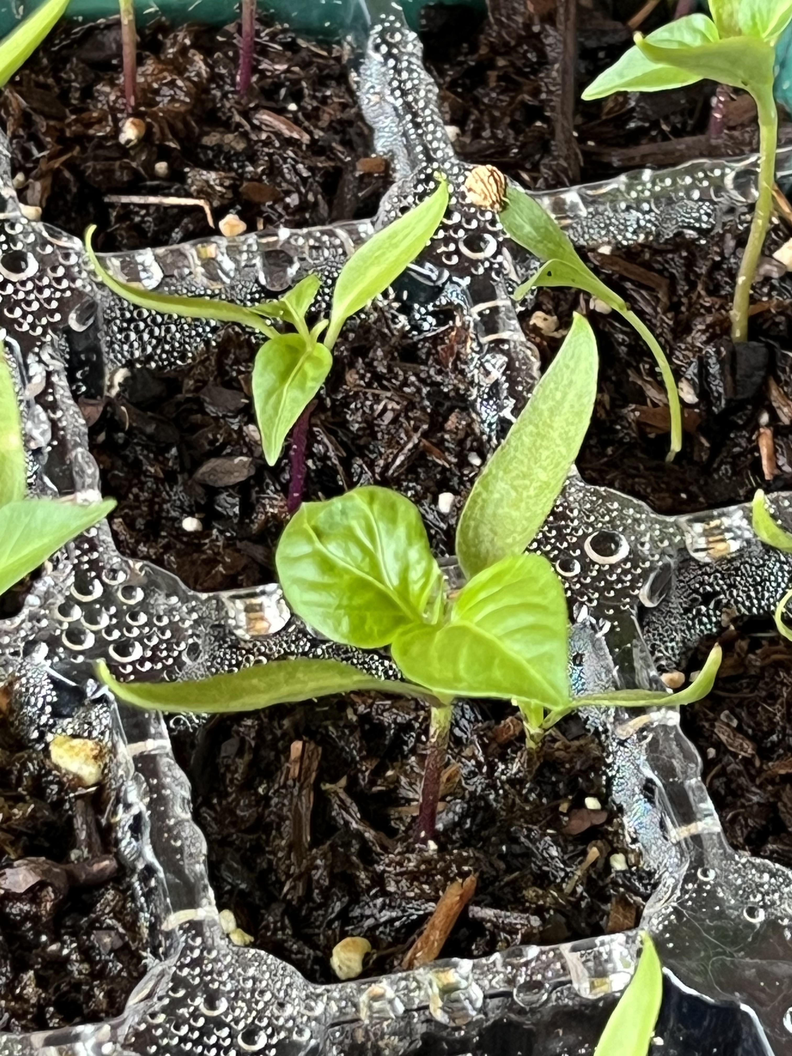 Bell Pepper Plants are looking great ) Zone 8B I’m excited Dining