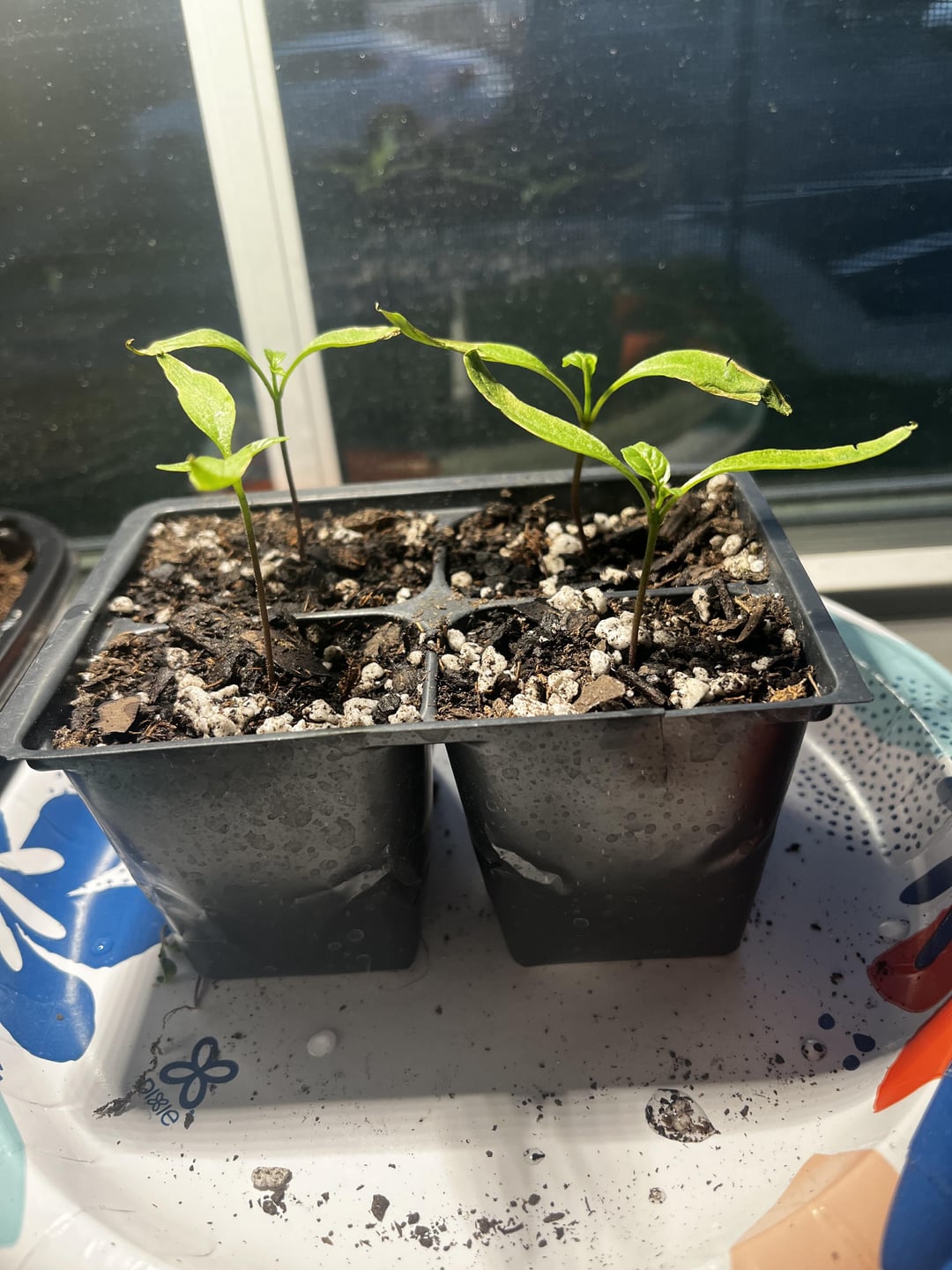 Whats wrong with my jalapeños seedlings cotyledons Dining and Cooking