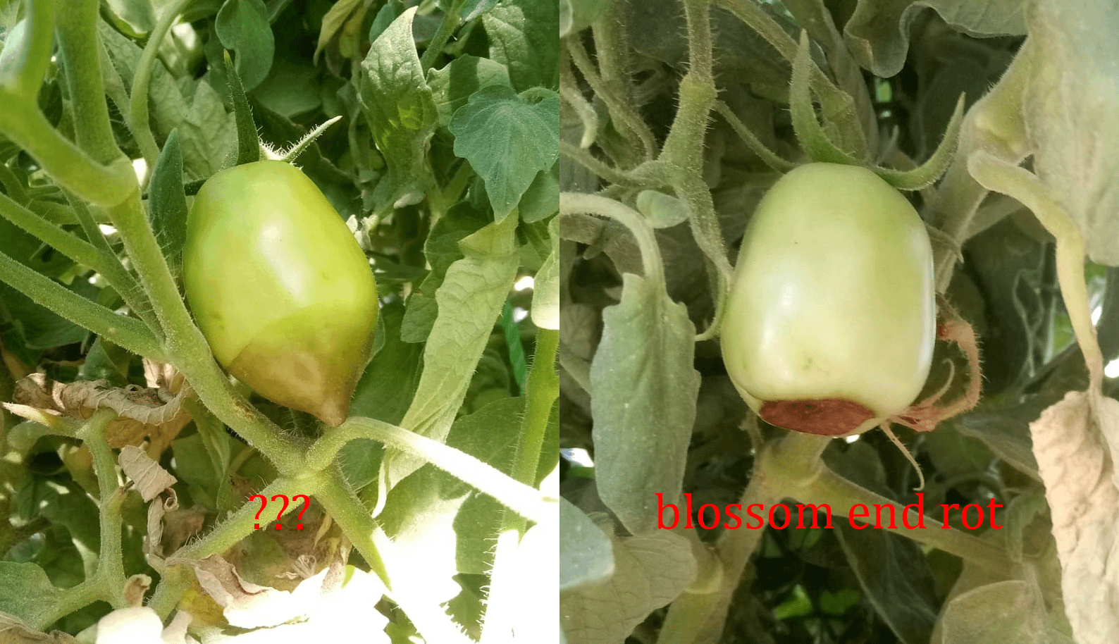 Both Roma, but from different plants What is on the bottom of the the