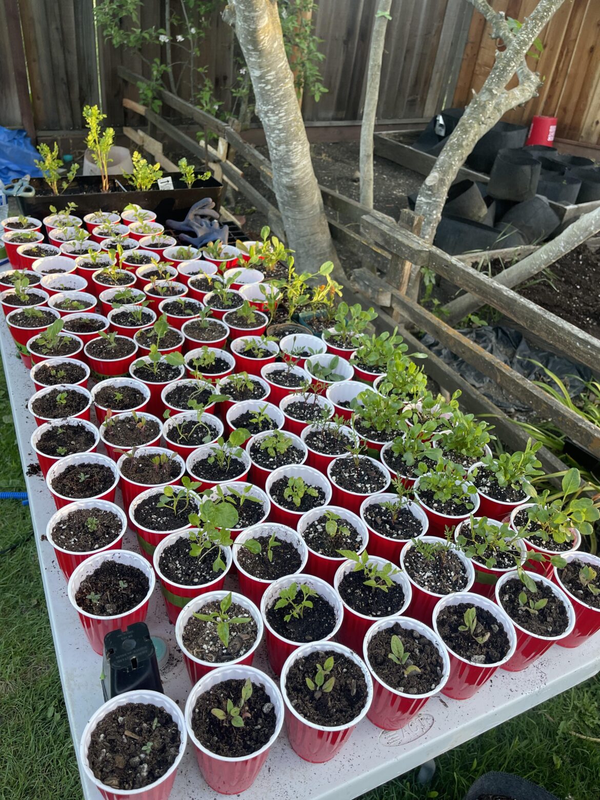 Newbie gardener here, raising my hand for help! Would love to hear your favorite things to grow, best resources, and any general words of wisdom. 😊🌱