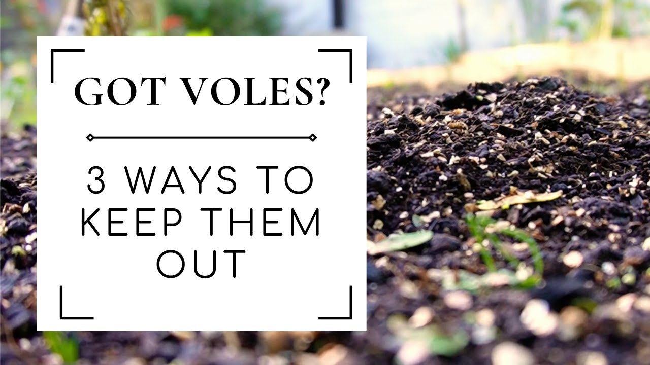 how-to-prevent-voles-in-your-vegetable-garden-naturally-dining-and
