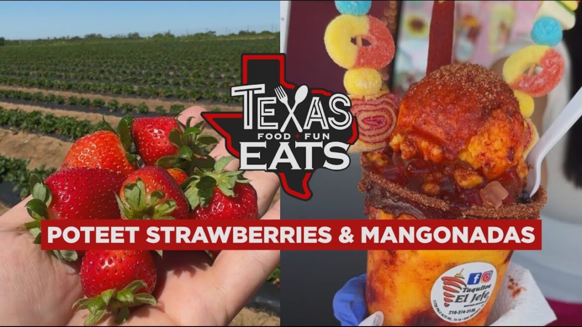Texas Eats: Poteet Strawberries, Mangonadas and a Sweet Onion Bacon Dip Recipe Texas Eats: Poteet Strawberries, Mangonadas and a Sweet Onion Bacon Dip Recipe