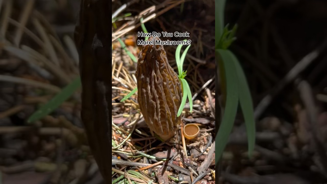 How to Clean and Cook Morels Indian Style Creamed Spinach (Saag Paneer) with Morel Mushrooms