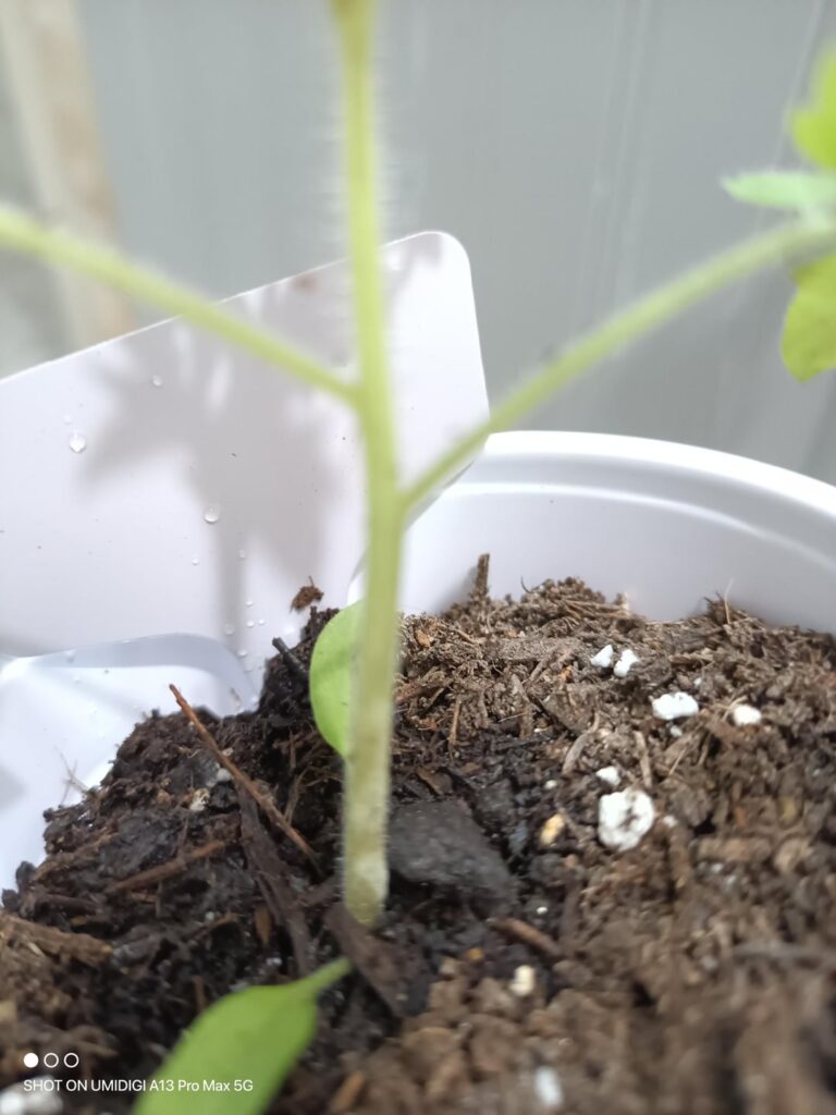 Bumpy growth on seedlings stems