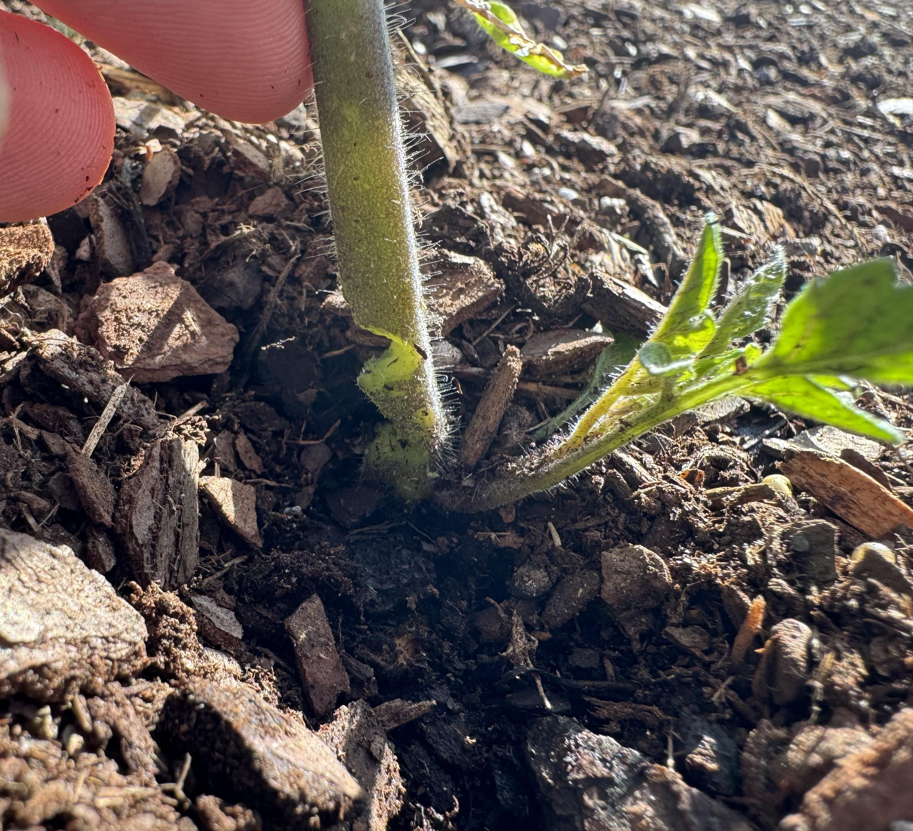 Something keeps eating my tomato stalks Dining and Cooking