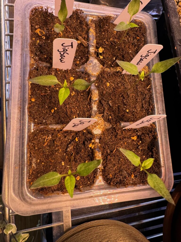 Why do my 3.5 week old chili pepper seedlings look so bad?