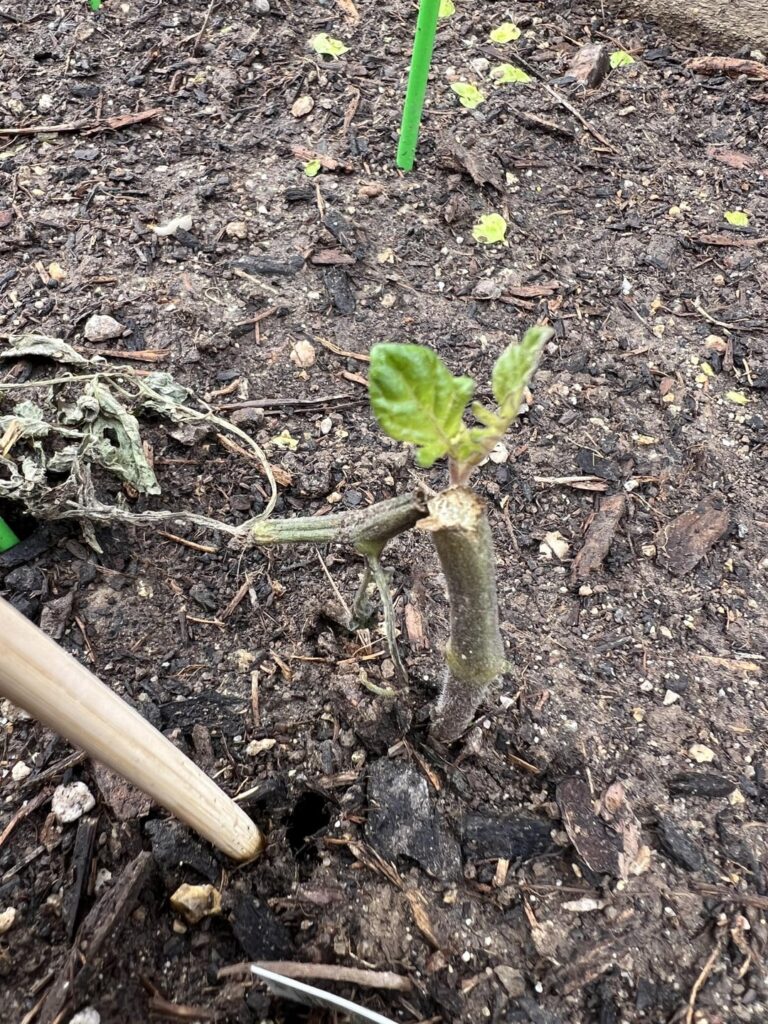 Will my baby live again??