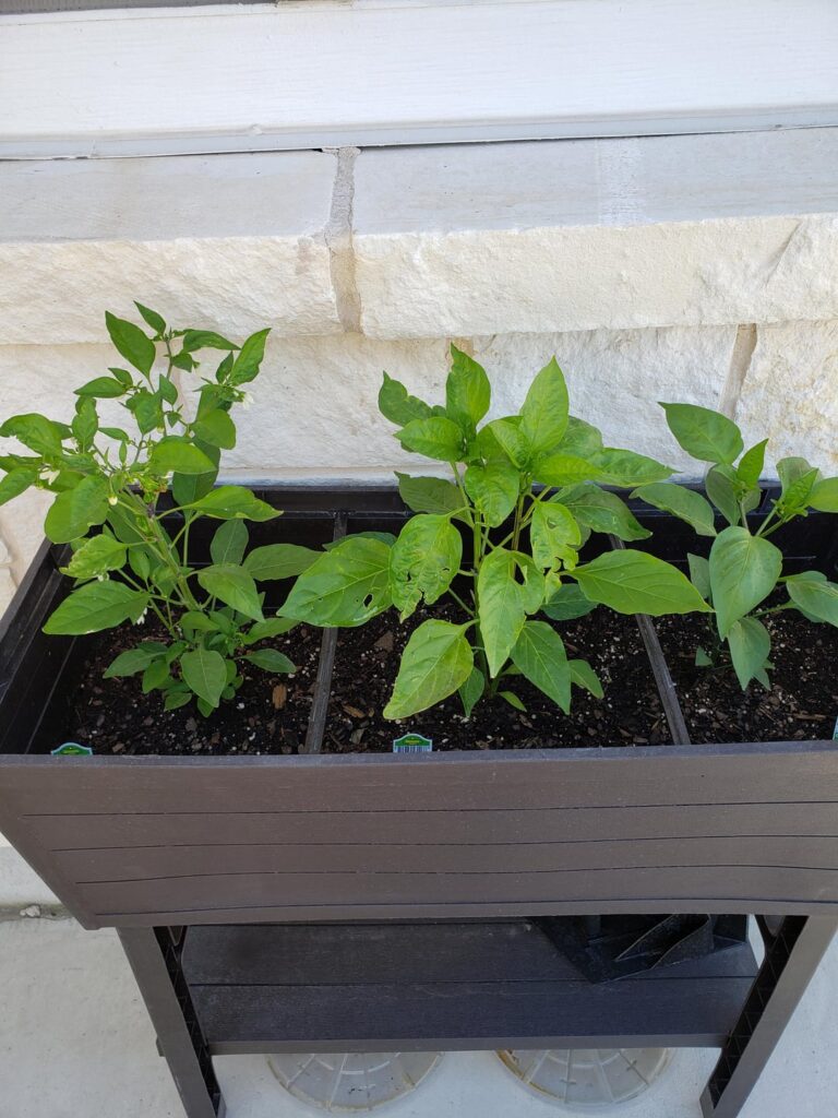 Getting rid of aphids??