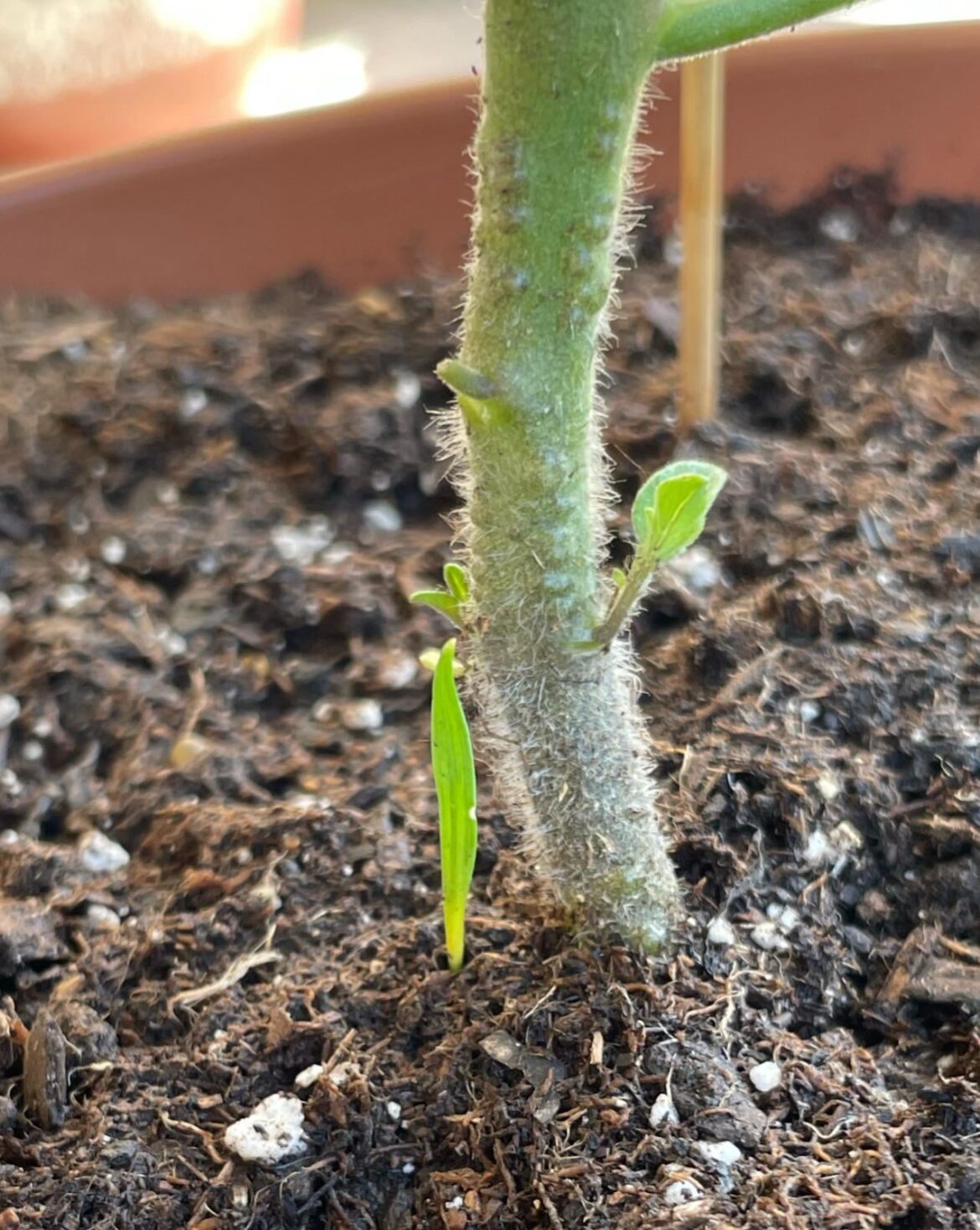 Question for first time :)