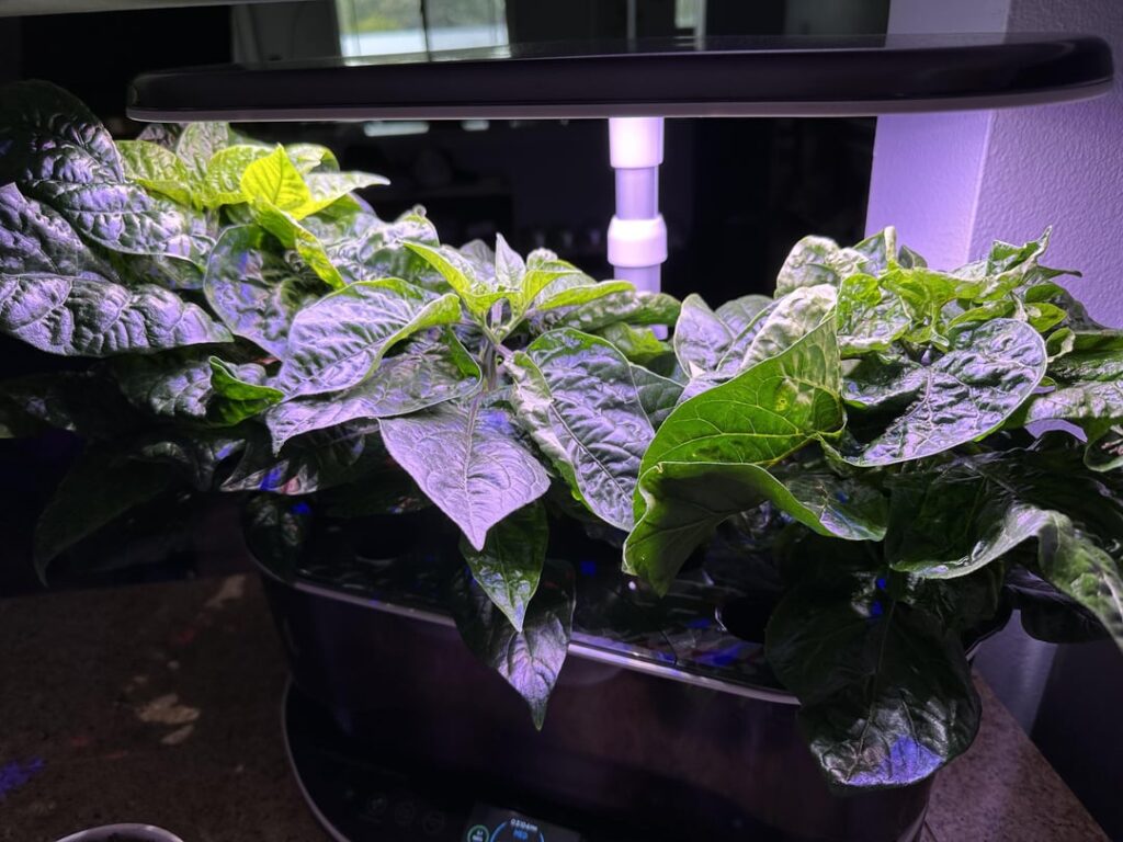 First peppers progress First peppers progress