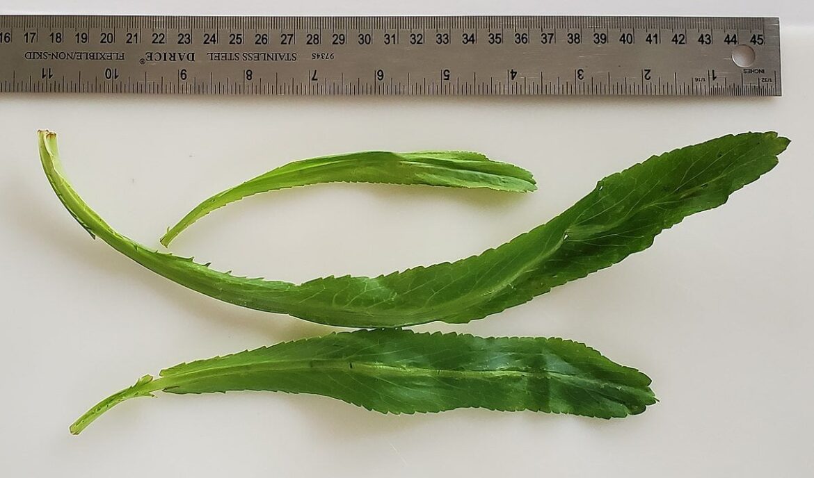 Looking for supermarket that sells Puerto Rican Ingredients Looking for supermarket that sells Puerto Rican Ingredients