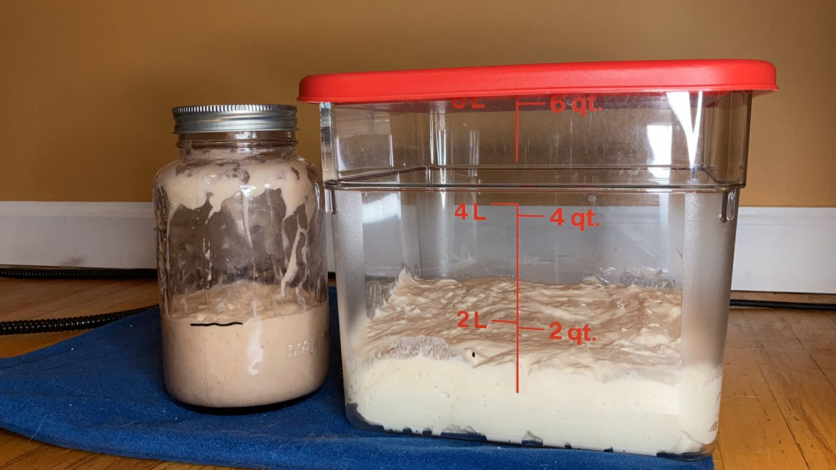Bulk fermentation and starter rise time lapse