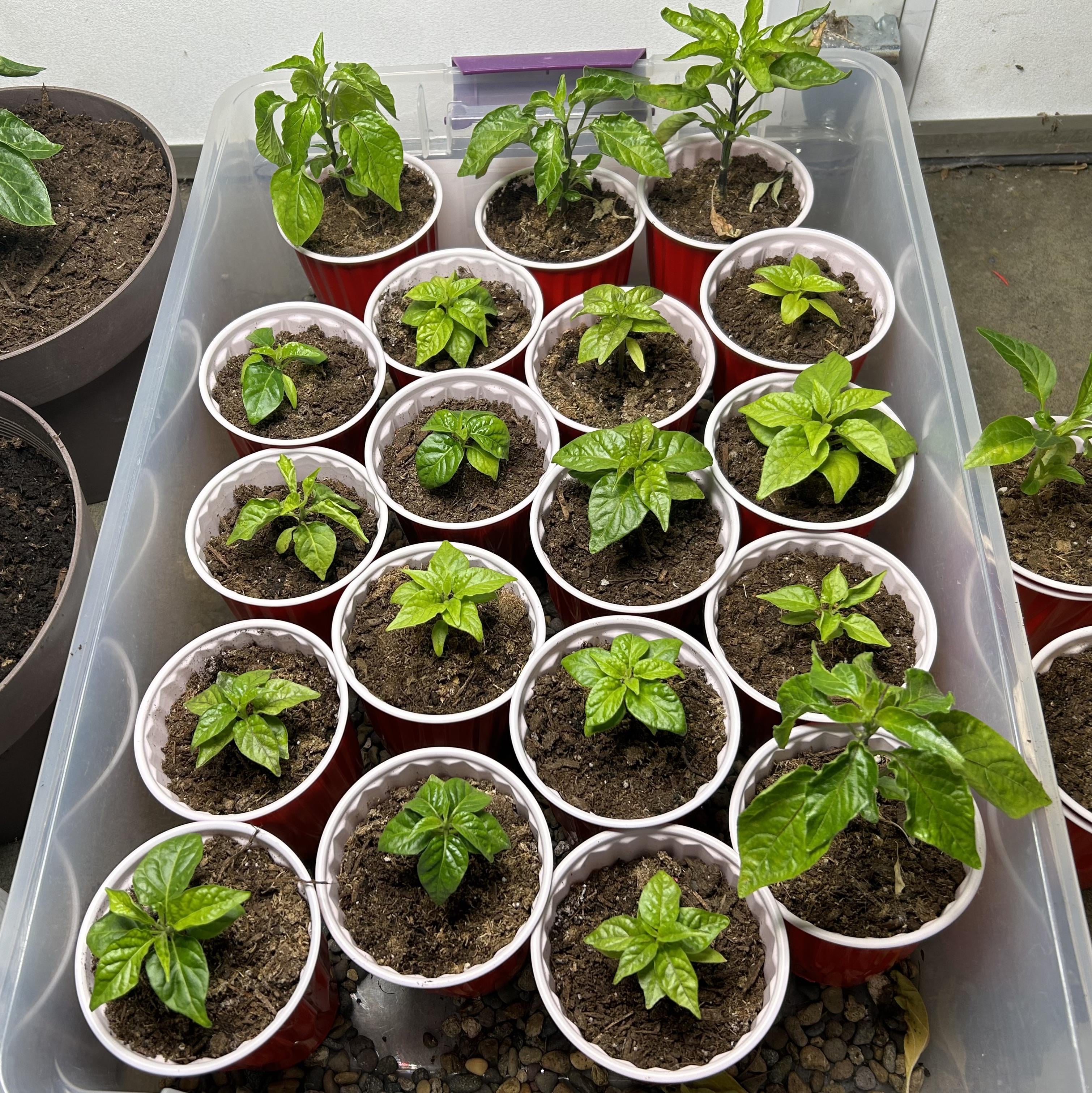 growth-slowing-down-dining-and-cooking