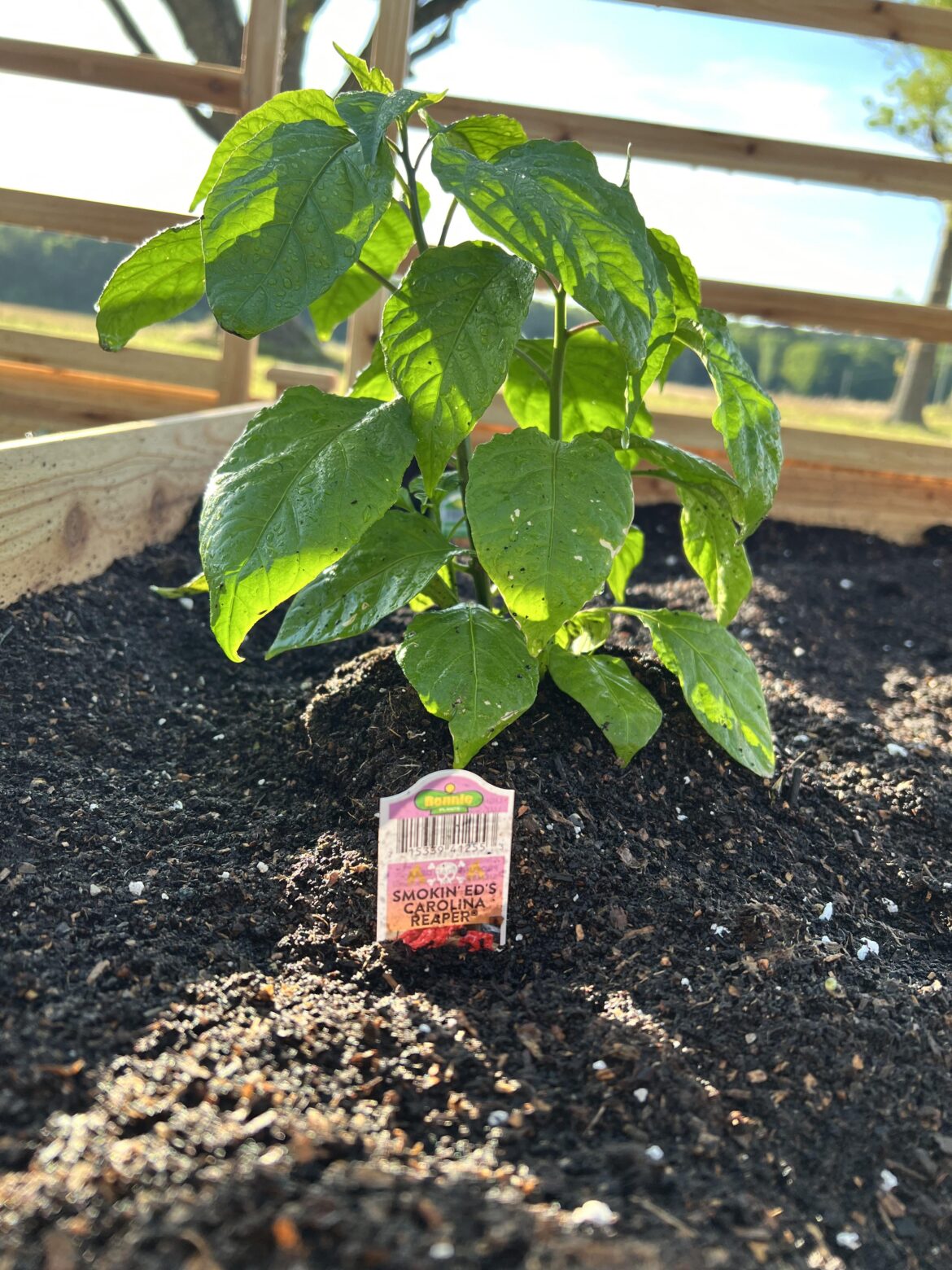 I’ve never gotten to eat one raw, so I took matters into my own hands!