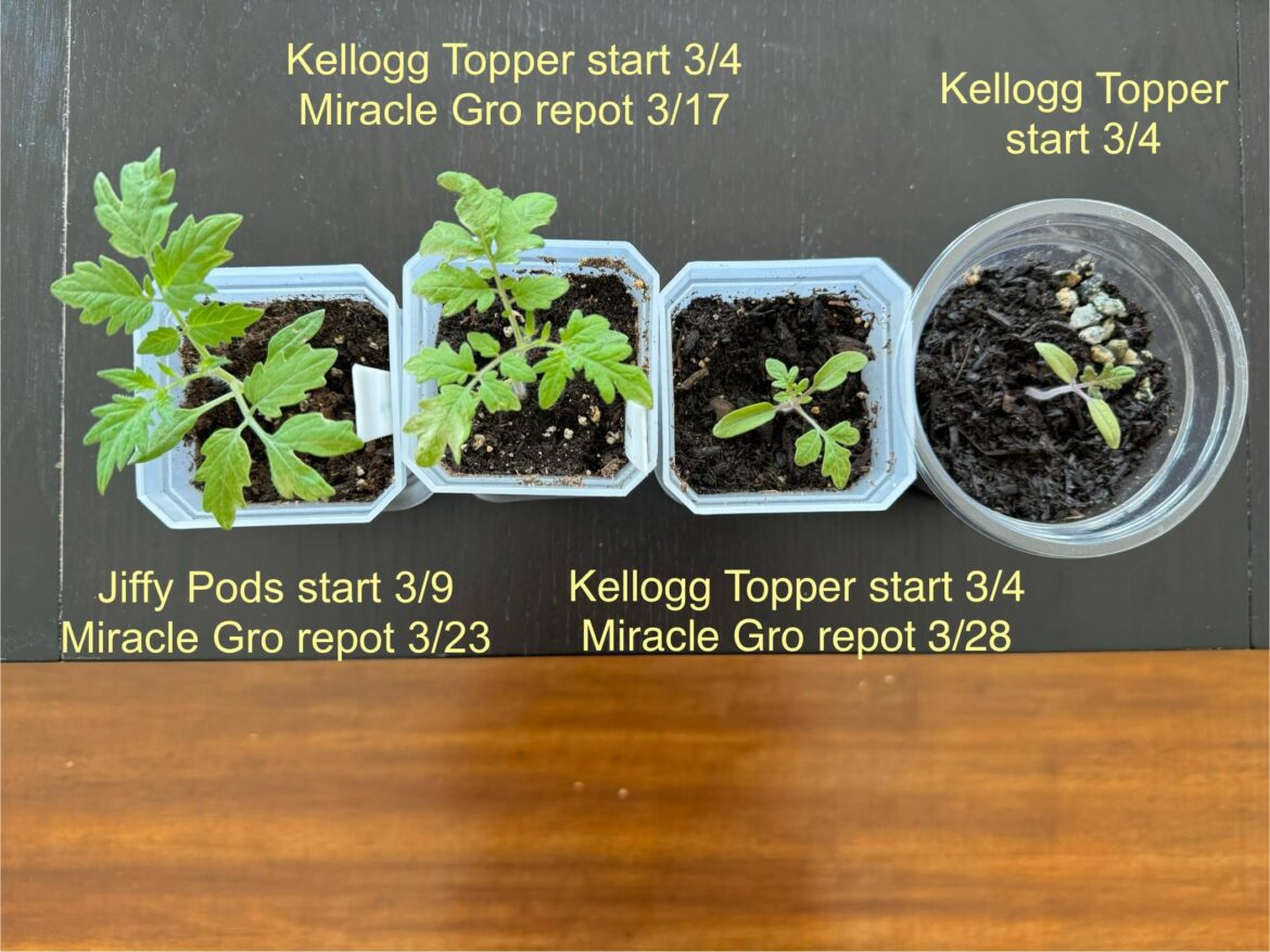 An experiment in starting mediums for seedlings