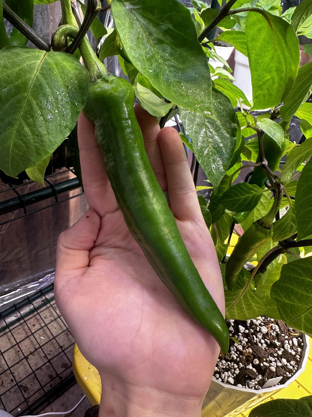 When do I pick my Big Jim Peppers? How about the Poblanos? Any advice