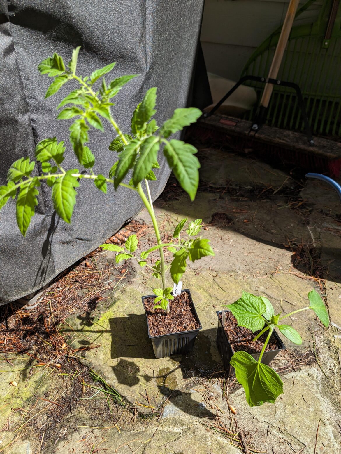 Tomato start TOO BIG AND STRONG