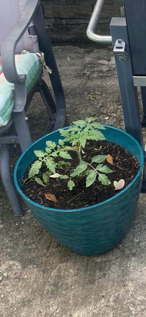 Is it normal for tomato plants to grow this much in a month