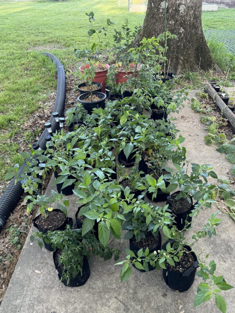 First wave of peppers outside First wave of peppers outside