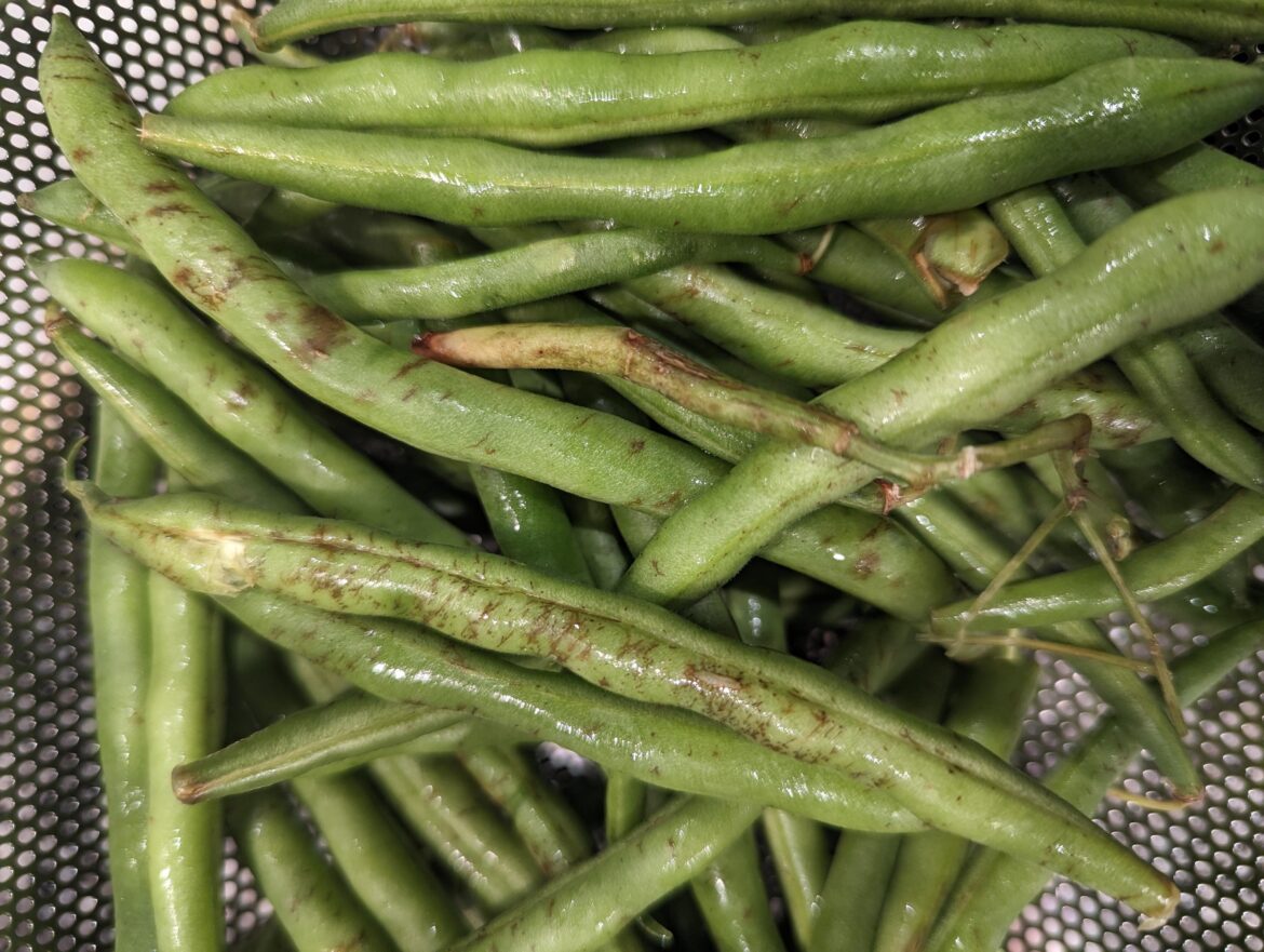 What my green beans looked like 1 day after receiving my HelloFresh box... Would you eat them?