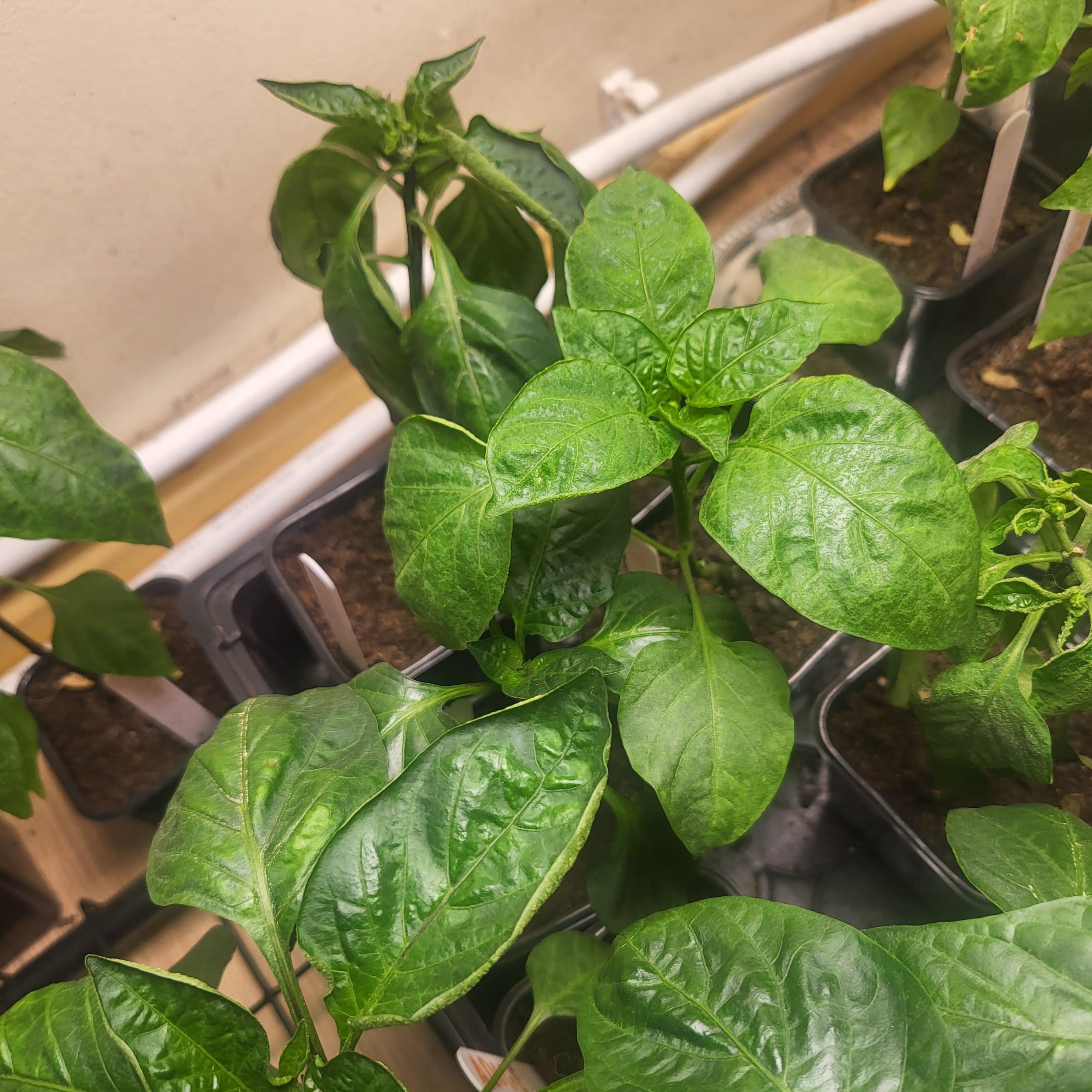 Why are my peppers leaves curling? - Dining and Cooking